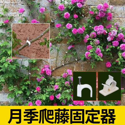 爬藤月季固定器植物牵引卡扣