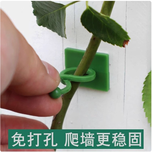 月季 爬藤固定器绿萝绿植物花枝蔷薇爬墙面上花神器牵引卡扣贴夹子