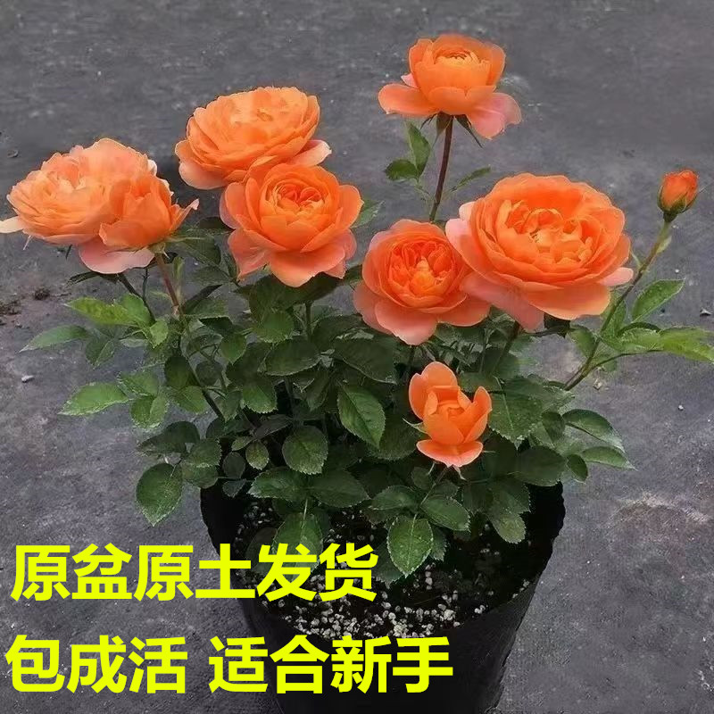 月季中苗花苗勤花爆花机器花卉盆栽绿植物户外绿化庭院玫瑰蔷薇