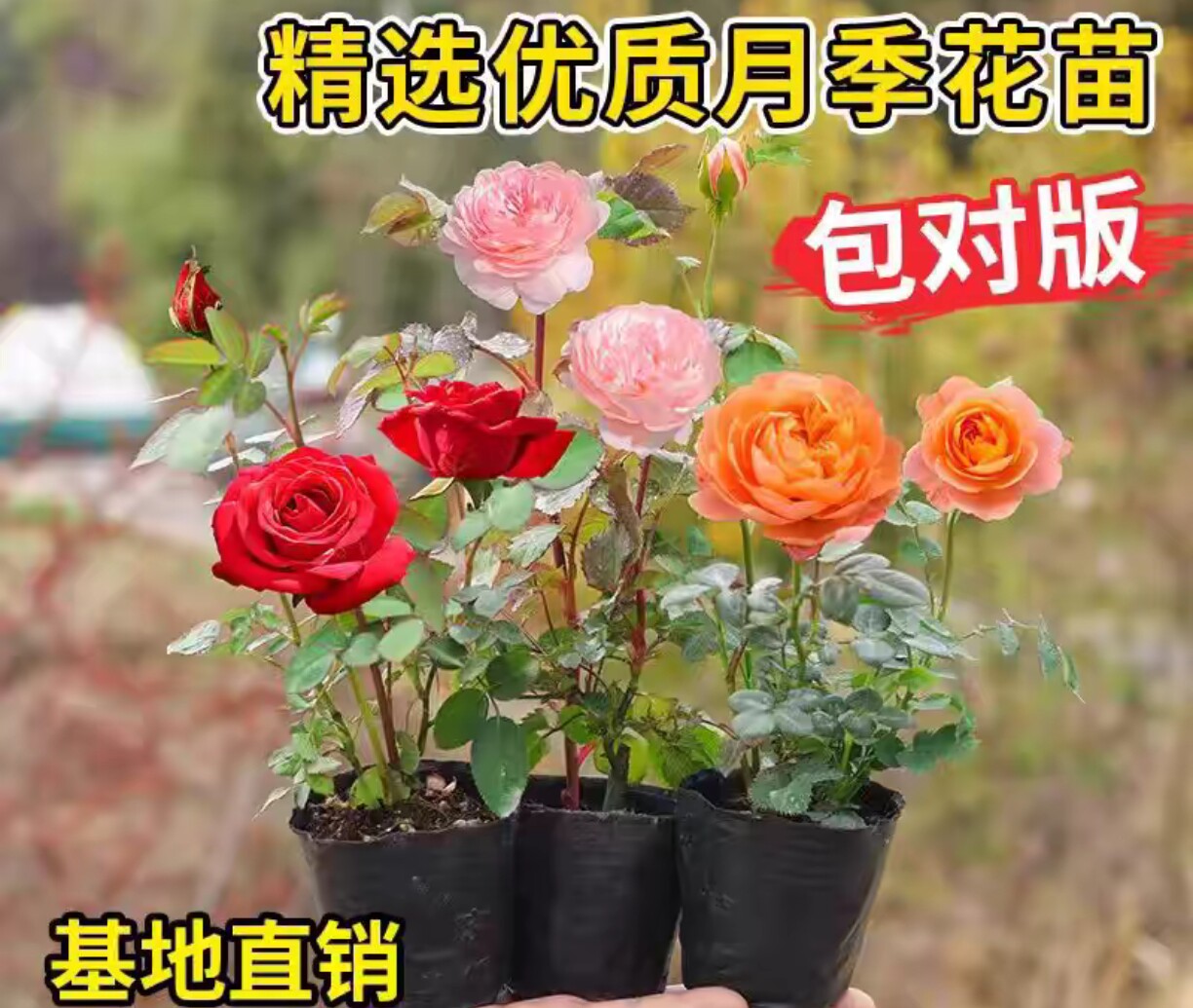 月季花苗勤花机器卉盆栽绿植物户外绿化庭院玫瑰蔷薇