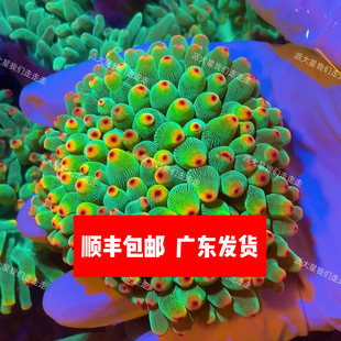 紫点奶嘴海葵活体海缸生物小丑鱼共生荧光绿海葵地毯海葵海缸海洋