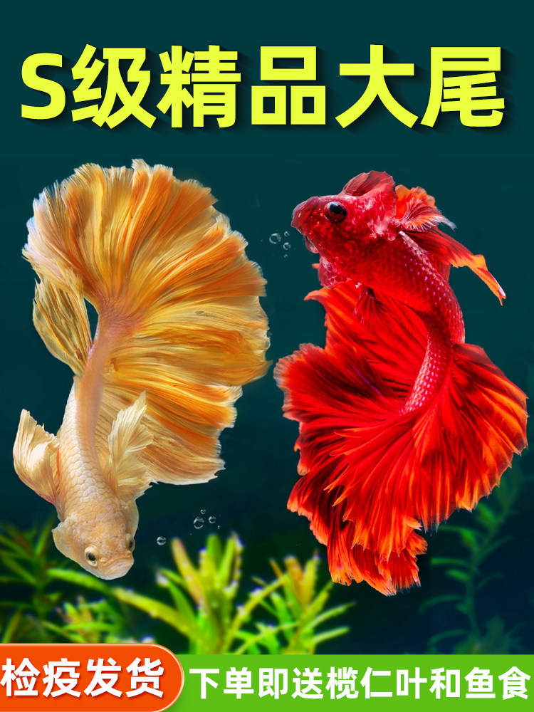 泰国斗鱼活鱼观赏鱼小型热带鱼半月马尾狮王好养耐活鱼缸宠物鱼苗