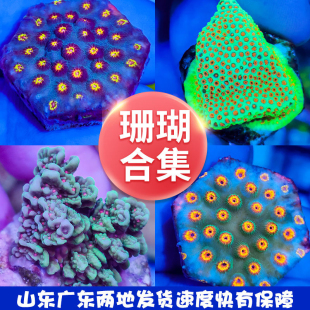 珊瑚合集双色猫眼脑恶魔糖lps软体珊瑚圣诞树珊瑚海缸生物海水缸