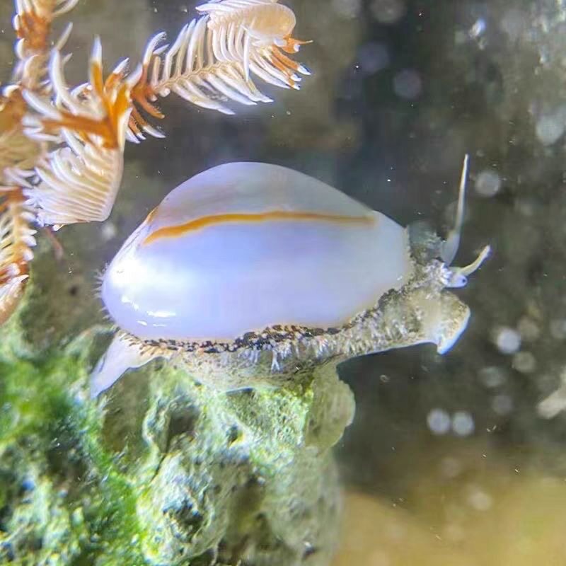 新品金环宝螺观赏海螺紫底星螺宝贝螺牛眼螺海缸除藻生物吃藻海螺