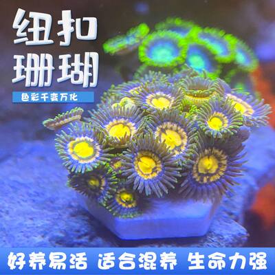 海水纽扣珊瑚海缸除藻生物海水珊瑚沙群海葵花群海葵造景海缸观赏