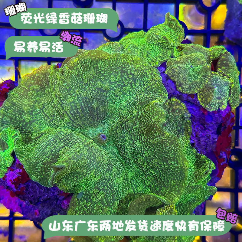 荧光绿香菇珊瑚海缸宠物生物海葵造景海草海星观赏海水小丑鱼尼莫