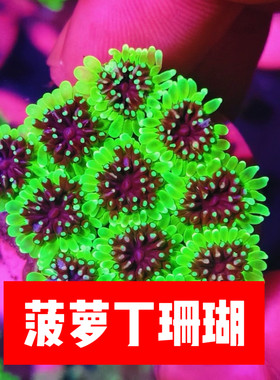 新手海缸荧光菠萝丁珊瑚造景