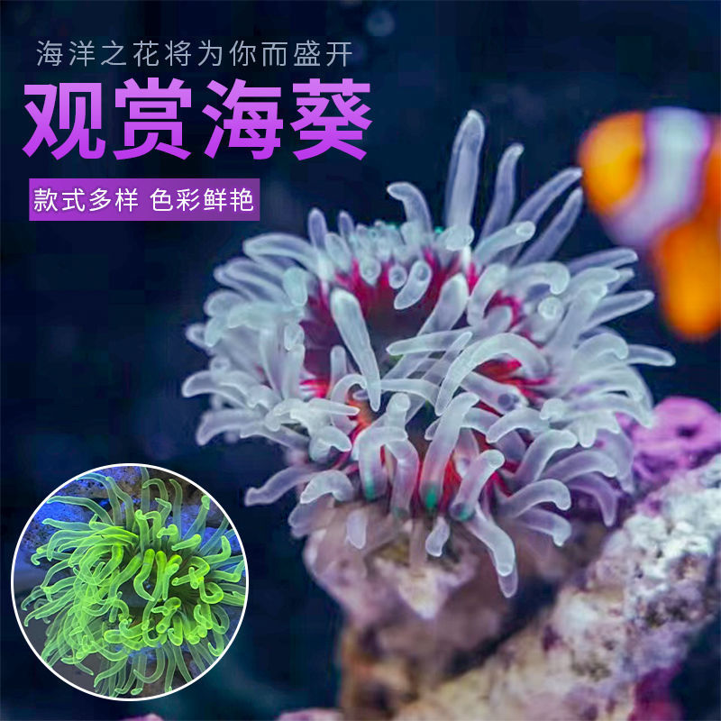 海葵海缸宠物生物珊瑚造景海草海星观赏海水鱼尼莫小丑鱼