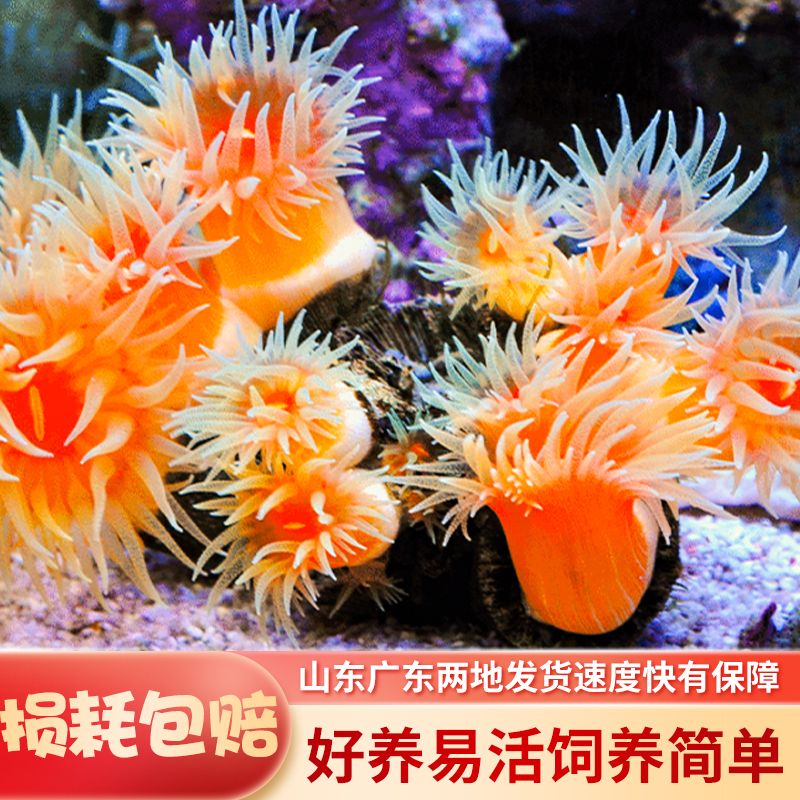 海缸生物炮仗花珊瑚太阳花珊瑚海水软体NPS珊瑚新手海缸生物 宠物/宠物食品及用品 珊瑚/海葵 原图主图