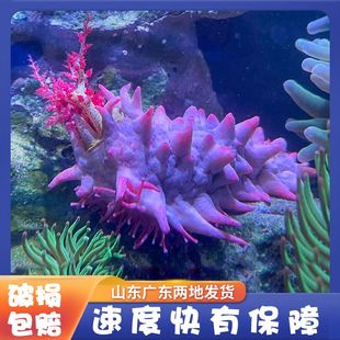 翻沙海参黑海参红海参观赏海洋生物吃除藻海缸翻砂海胆大海参宠物