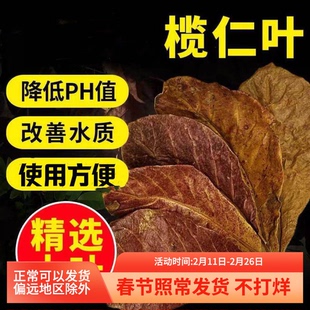 疯狂水草榄仁叶斗鱼懒人叶鱼缸橄榄叶降酸降低调节ph值橄仁叶