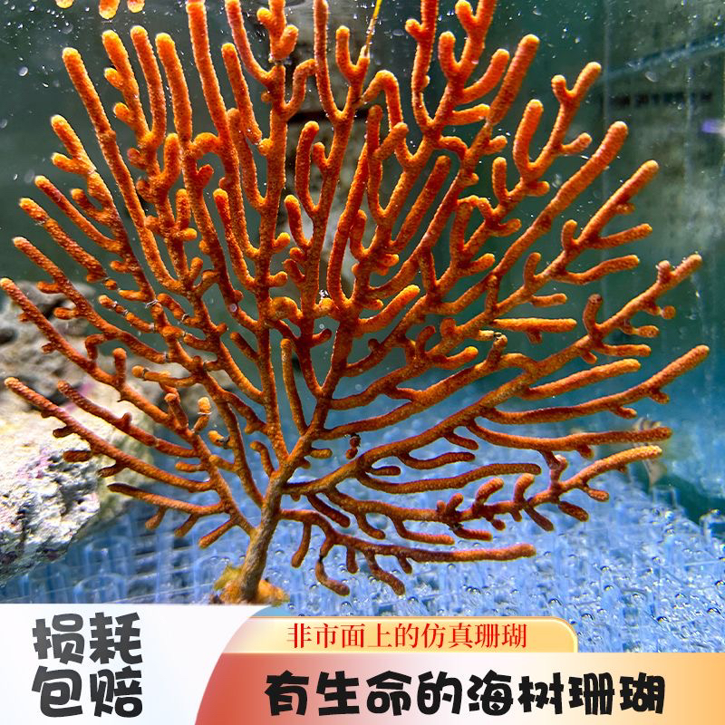 海树珊瑚树非仿真珊瑚造景水族花草装饰珊瑚树枝鱼缸海缸造景摆件