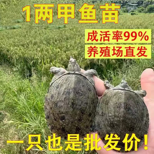 1两大甲鱼苗活体外塘养殖中华鳖苗甲鱼大苗水鱼团鱼优王八苗包邮