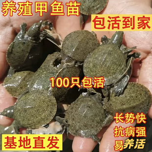 甲鱼苗外塘养殖中华龟鳖甲鱼活苗生态放养王八水鱼小甲鱼大苗批发