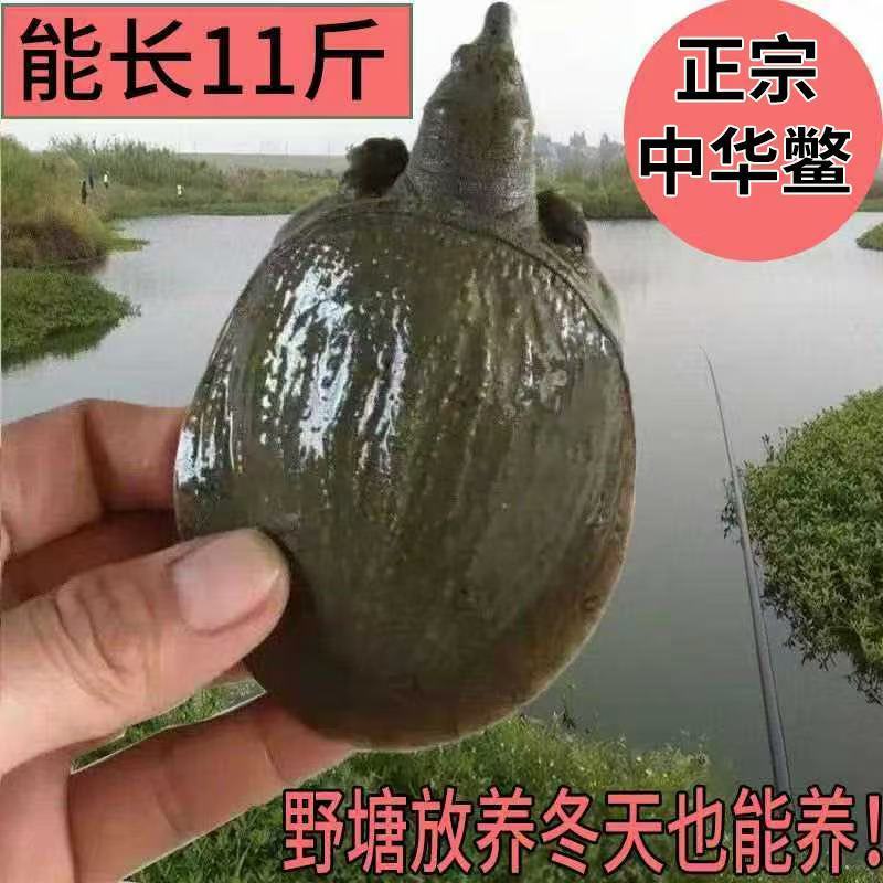 活体外塘养殖中华鳖苗100只