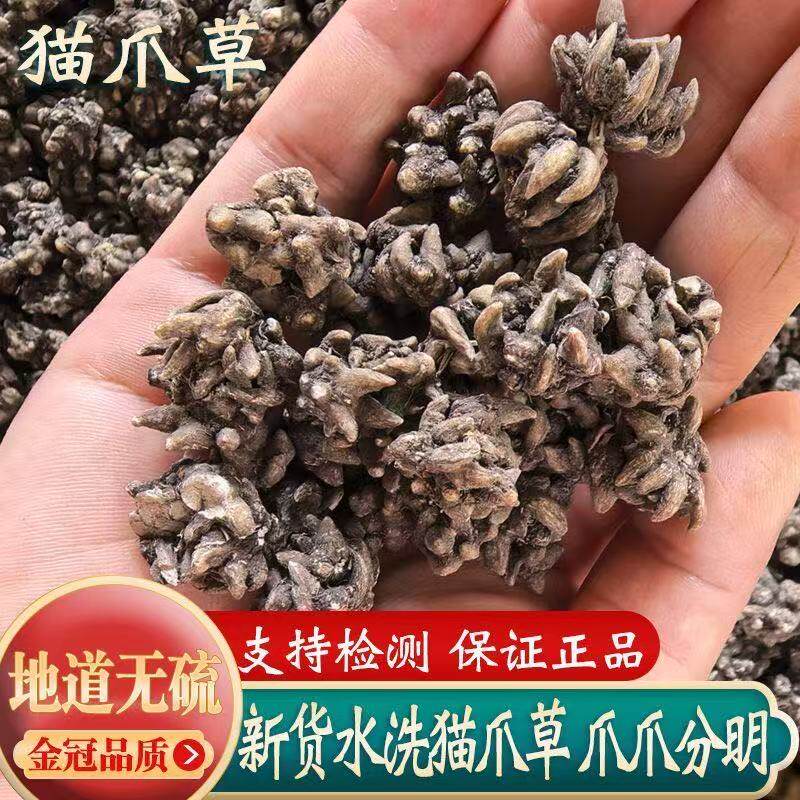 猫爪草中药材新鲜水洗正品野生猫爪草中草药夏枯球郁金蒲公英