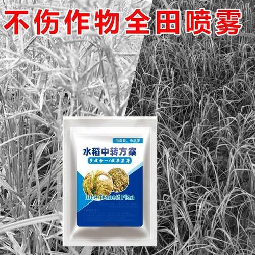水稻中转方案不影响作物正常生长