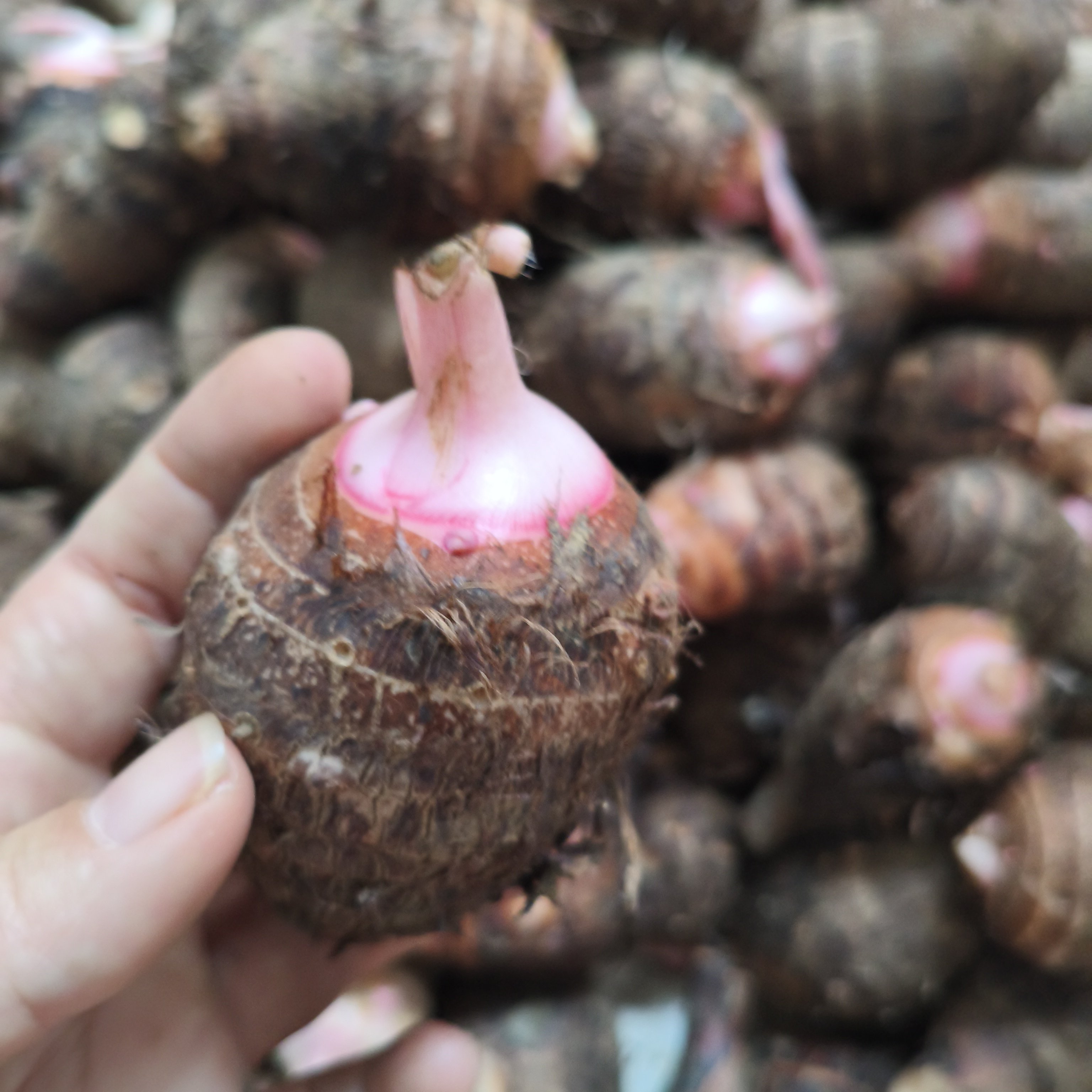 湖南永州特产正宗红芽芋头新鲜软糯香芋头仔红芽毛芋头芋艿特产