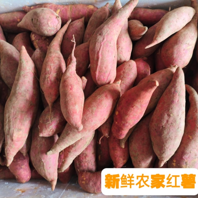 湖南永州特产新鲜农家自种红薯番薯