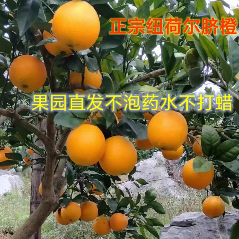 湖南永州特产正宗纽荷尔脐橙不泡保鲜剂不打蜡不用甜蜜素脱酸剂