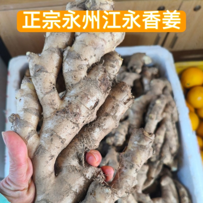 正宗湖南永州特产江永香姜本地老品种生姜菜姜原产地直发