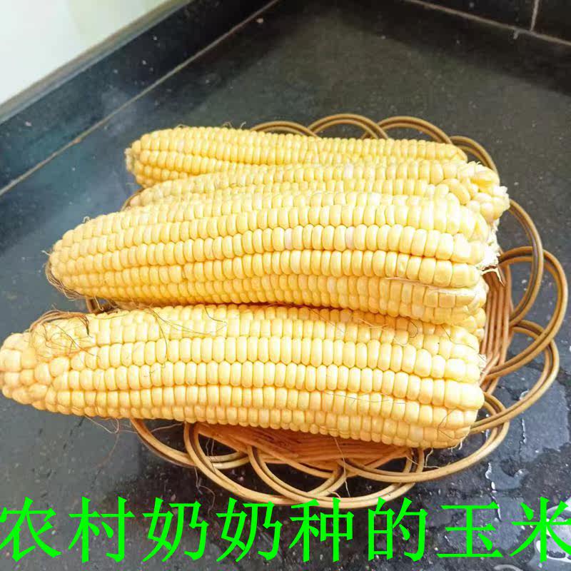 湖南永州本地正宗新鲜生玉米甜玉米糯玉米农村自家种不泡药水