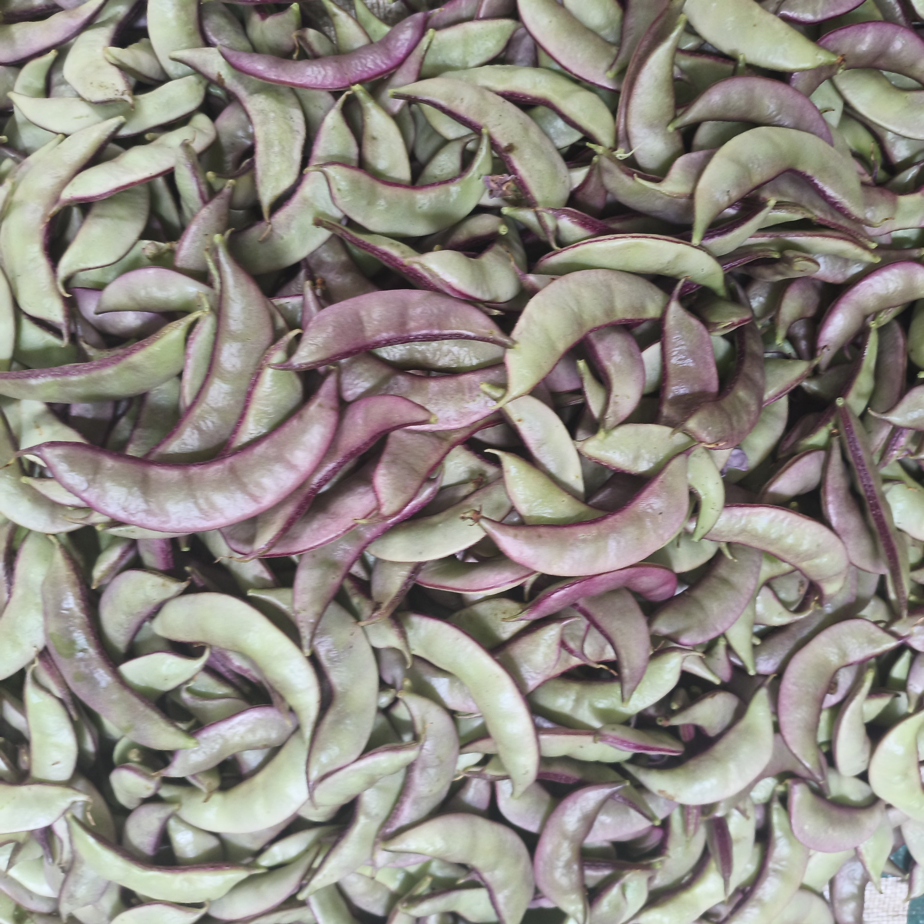 湖南永州农家新鲜蔬菜农家种植肉扁豆鲜嫩厚扁豆紫边扁豆角眉豆