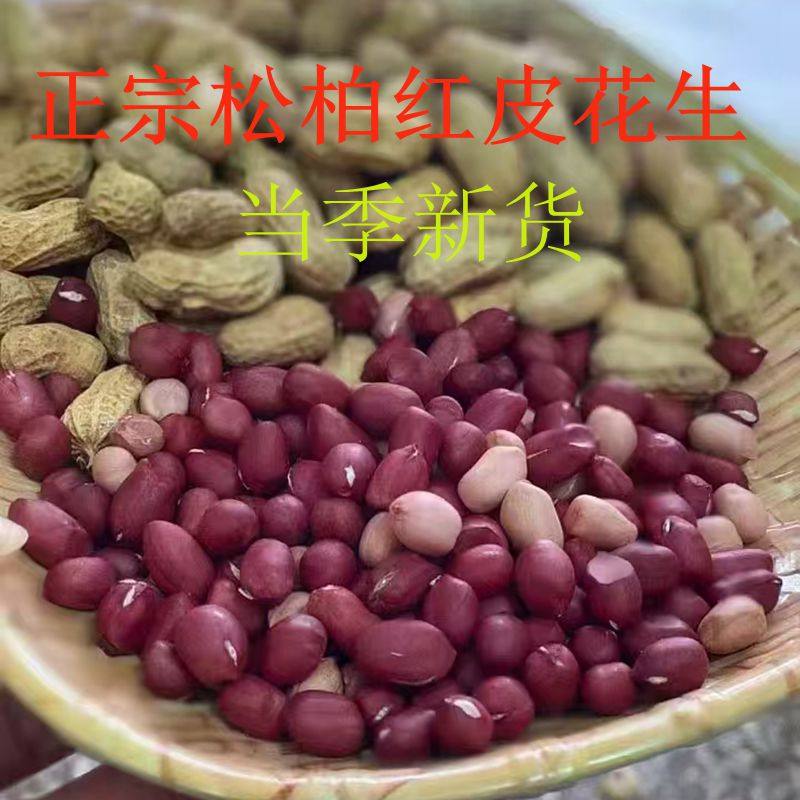 正宗湖南带壳发货生红皮小籽花生红籽黑籽花生当季新货