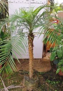 北欧 包邮 2.5米美丽针葵树一物一拍室内庭院办公室绿植盆栽多省