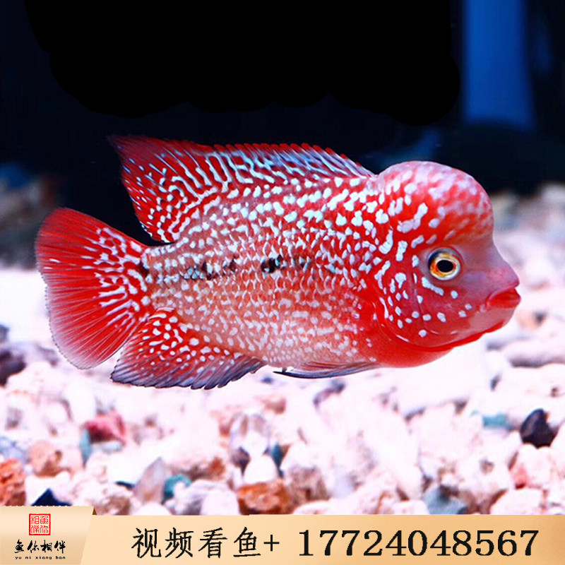 罗汉鱼金花罗汉鱼金花火凤凰
