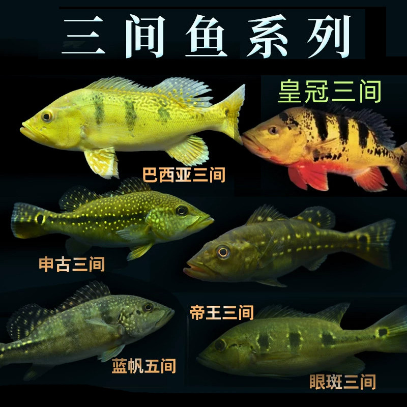 巴西亚三间活体热带淡水观赏鱼