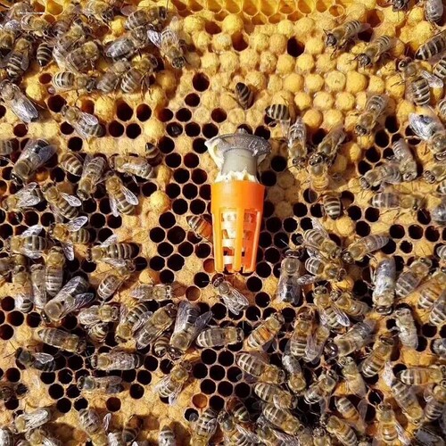 蜜蜂王台保护罩塑料护台王笼育王专用防啃咬中意蜂养蜂工具送王台