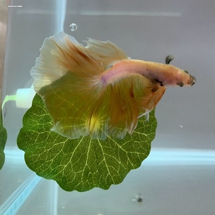 新款泰国斗鱼休息产卵仿真荷叶子圆形单双层栖息床睡觉用品玩具