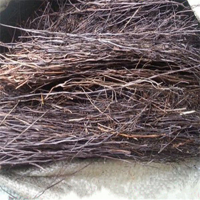 中药材地下明珠草 落地珍珠草 茅蒿菜 陈伤子 泥里珠 500克