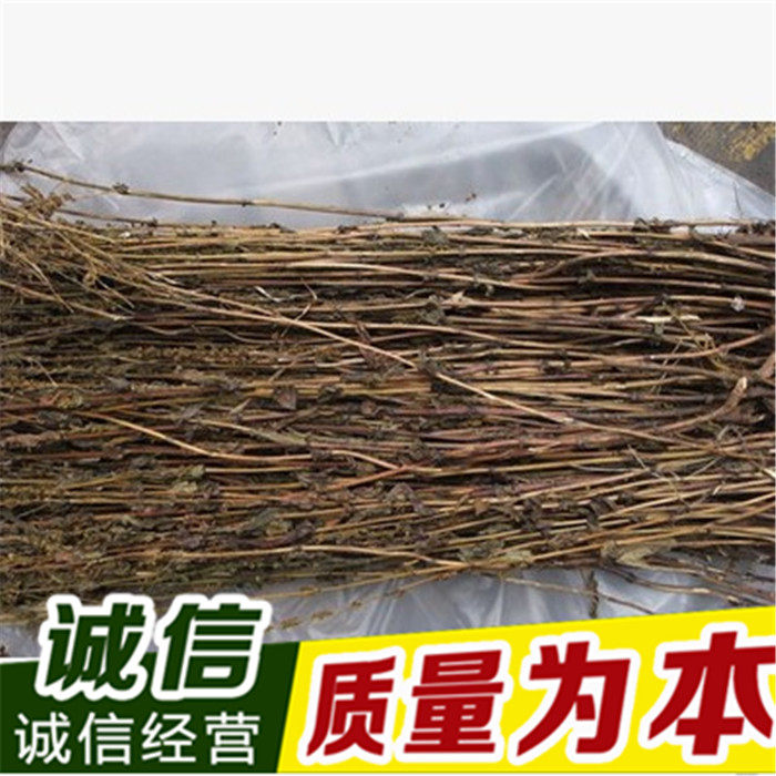 中药材 西藏特产  藏茵陈 茵陈  500克包邮