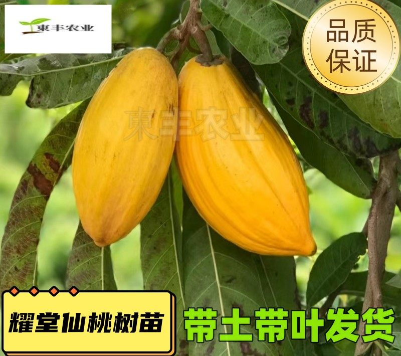 蛋黄果苗树耀堂仙桃木瓜鸡蛋果树苗庭院种植当年结果阳台盆栽带土,鲜花速递/花卉仿真/绿植园艺,果树,淘宝优惠券,粉丝福利购,淘宝优惠卷