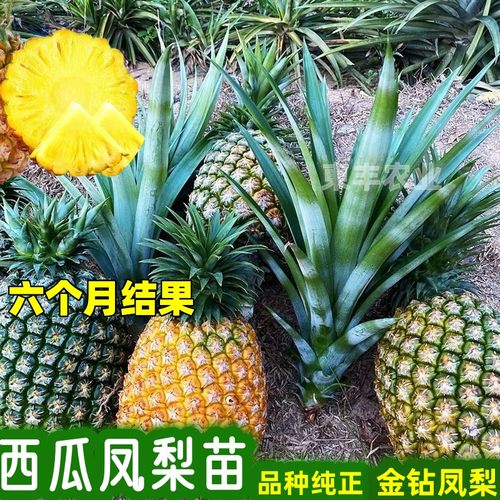 台湾金钻凤梨苗阳台庭院盆栽 地菠萝果树苗南方盆栽地栽带叶包邮