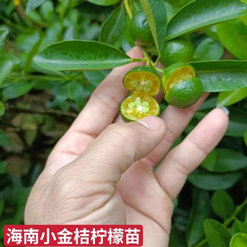 海南小柠檬树苗嫁接小青桔四季金桔苗当年结果室内盆栽果树带果