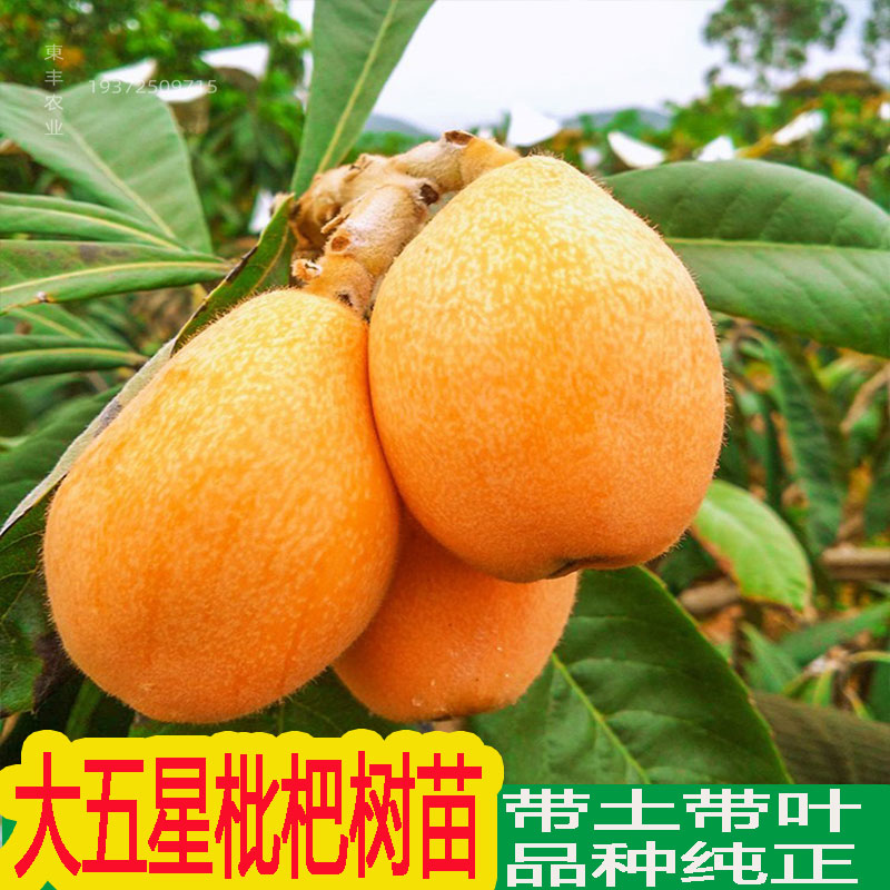批把树苗琵琶结果种植当年特大