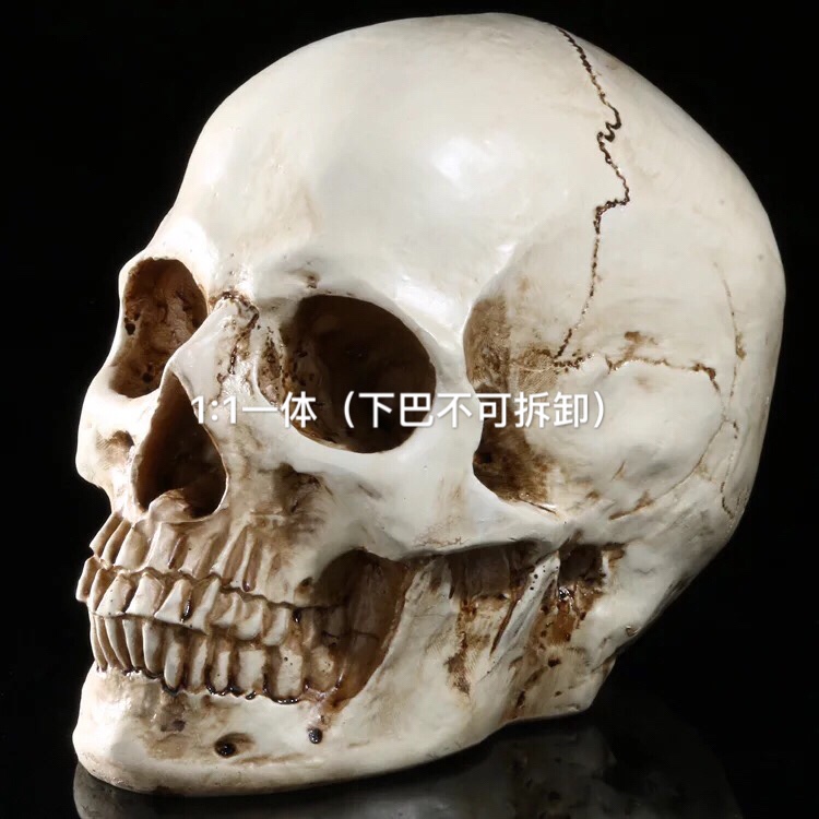 （工厂店直销）骷髅头模型美术素描仿真头骨教学艺考美院参考临摹