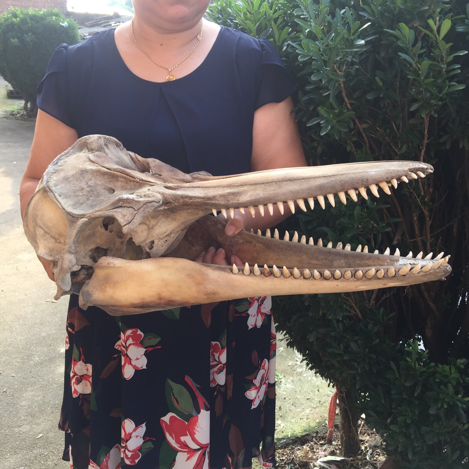 代购国际rb工作室仿真动物海豚头骨模型标本教学科研收藏造景办公