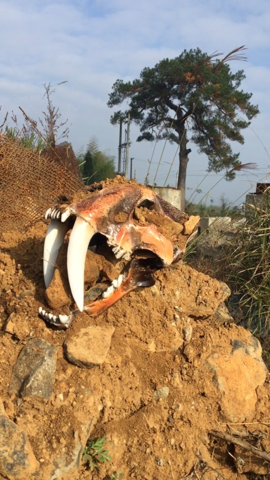 剑齿虎化石头骨模型骨架博物馆收藏展览馆教学参考收藏仿真包邮