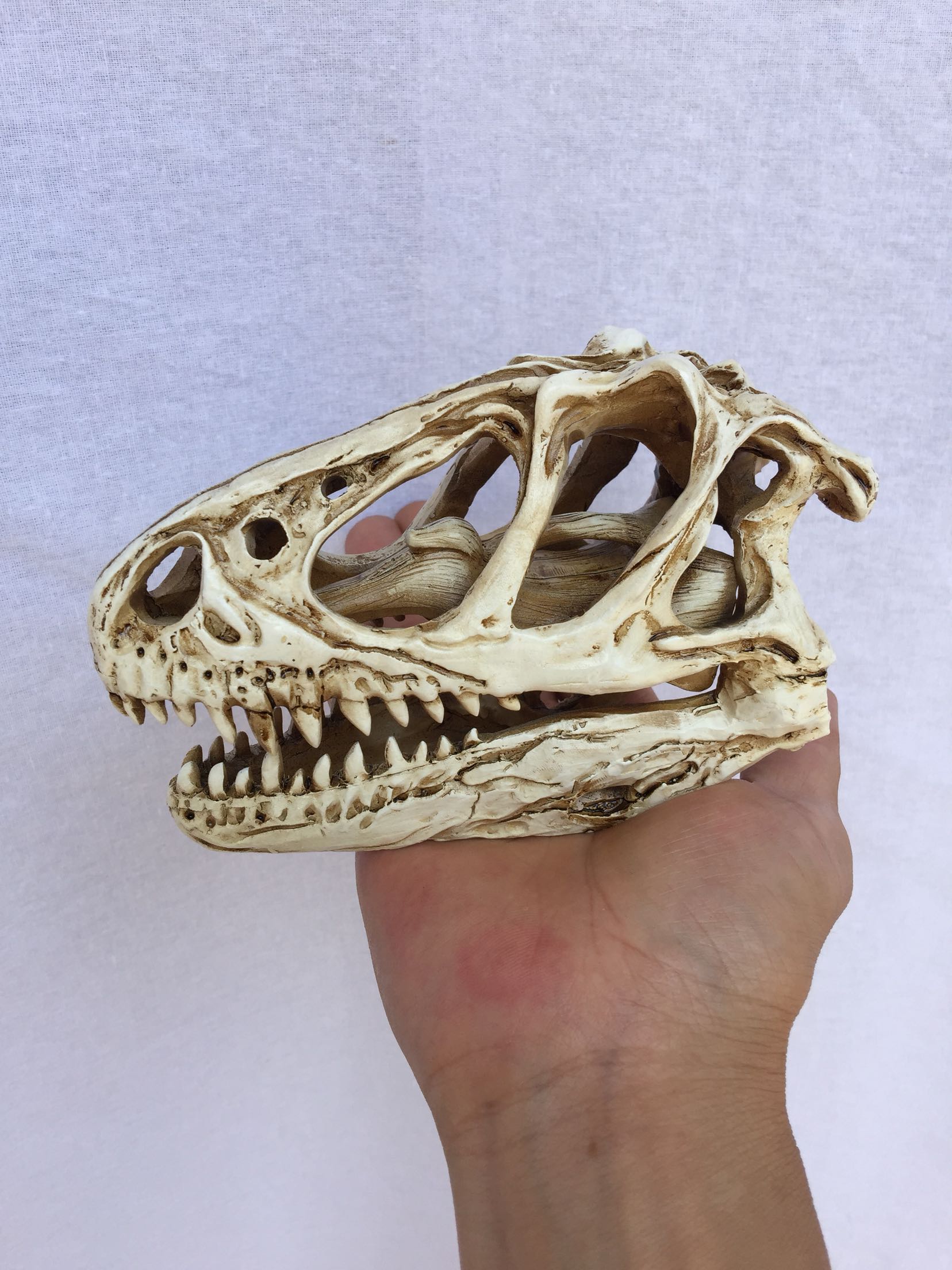 侏罗纪仿真恐龙模型玩具霸王龙恐爪龙暴龙头骨梦娜娇君工艺包邮