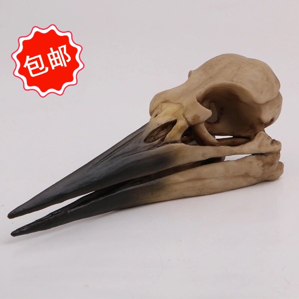 梦娜工艺驼鸟头骨厘米包邮霸王龙