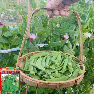 老农科红花荷兰豆种籽种子四季甜蔬菜白花豌豆种籽孑籽种菜籽碗豆