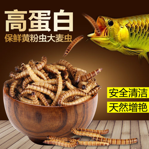 银龙鱼血鹦鹉饲料大麦虫黄粉虫