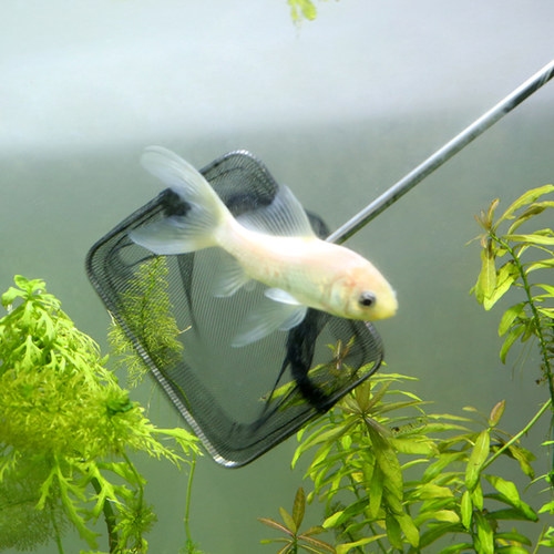 方形手抄鱼网小金鱼虾捞渔捞