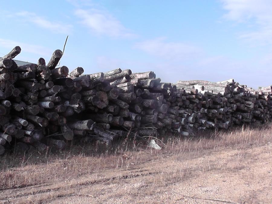 11月27日伊春林场木材1417.781立方米网络拍卖公告