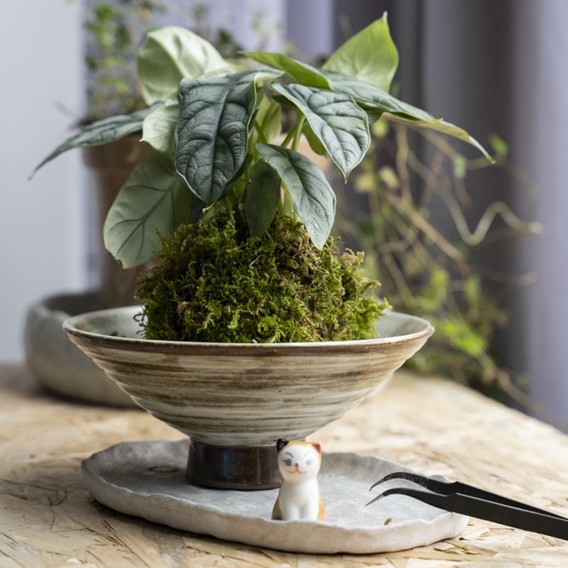 常品多肉花盆原创手作个性创意陶瓷花盆景德镇肉肉花盆苔藓碗