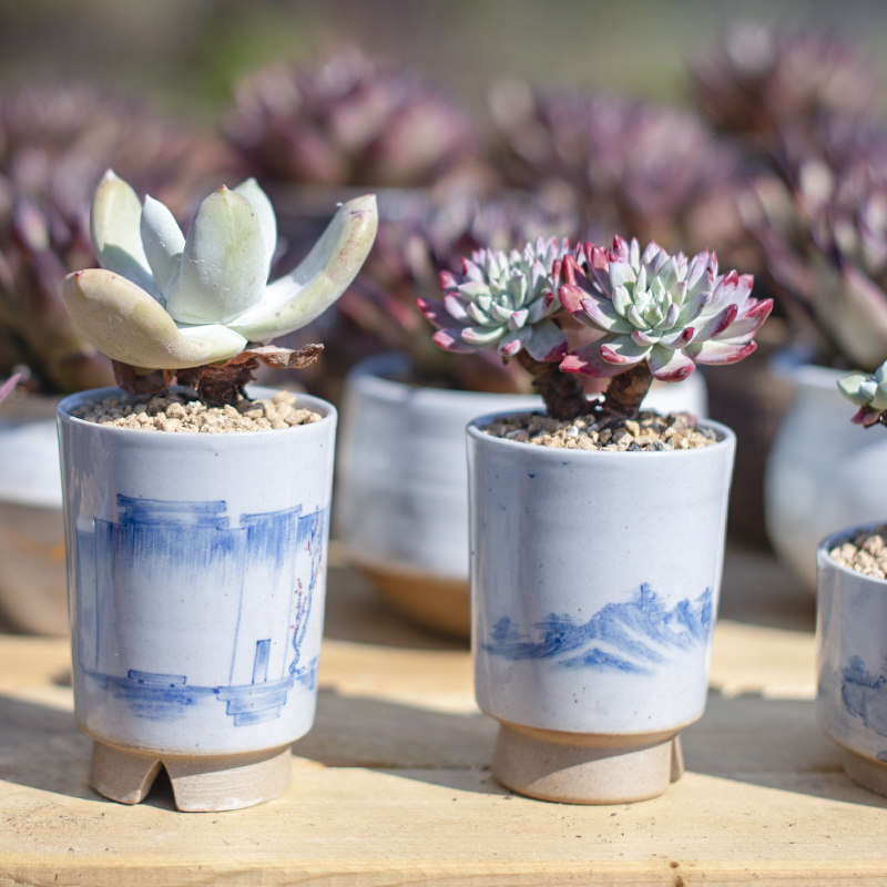 景德镇中国风青花手绘个性多肉花盆老桩中号肉肉植物陶瓷桌面花盆,鲜花速递/花卉仿真/绿植园艺,花盆,淘宝优惠券,粉丝福利购,淘宝优惠卷